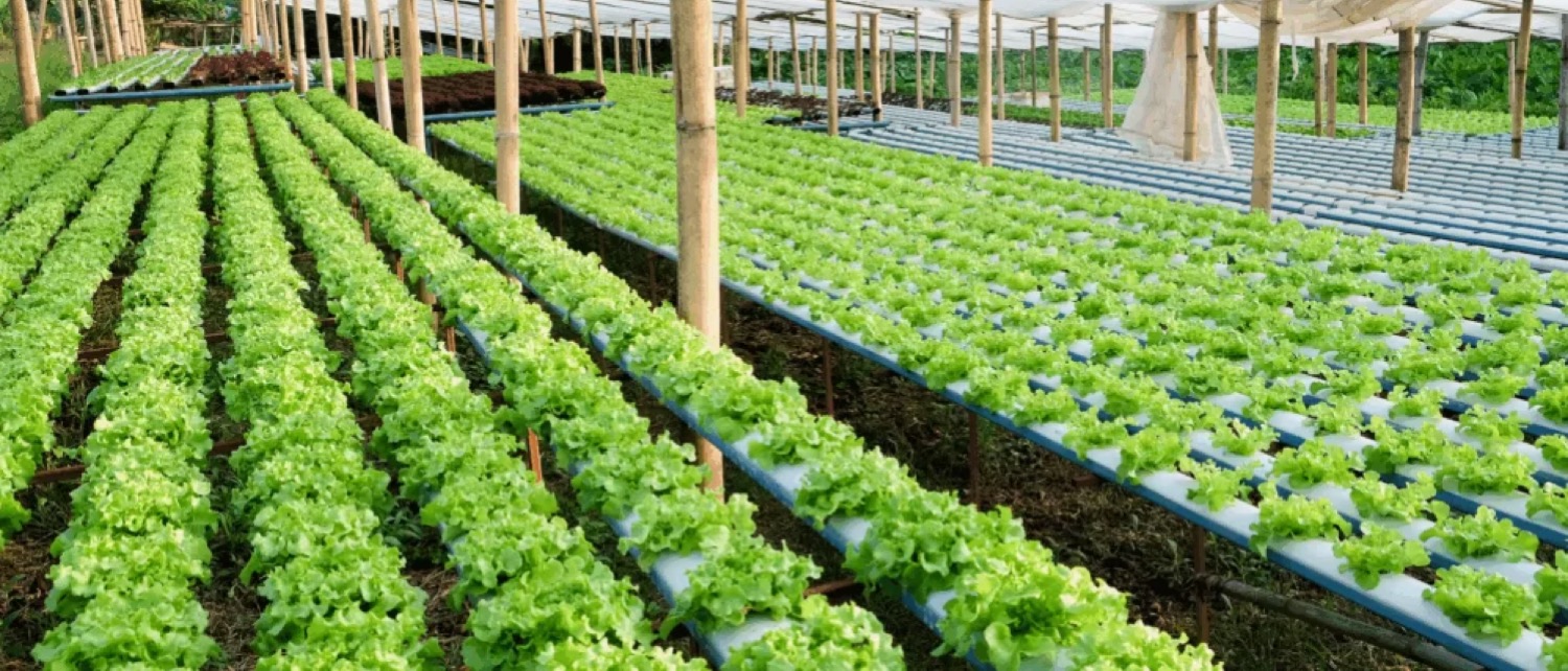 Hydroponic and Aeroponic Farming Systems