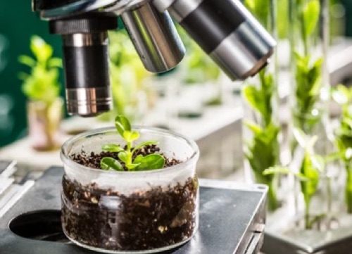 bio fertlizers SIARD